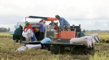 توسع في زراعة الأرز الشتوي الربيعي المتأخر بالمناطق الموفرة لإمدادات المياه الصالحة للإنتاج